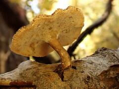 Lentinus brumalis