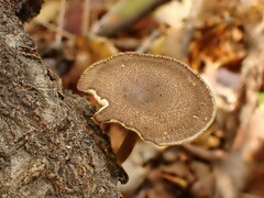 Lentinus brumalis