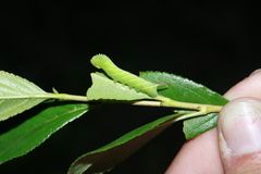 Sphinx drupiferarum