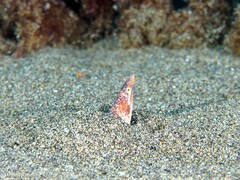 Apterichtus anguiformis