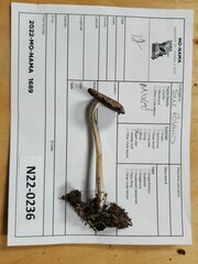 Psathyrella kauffmanii