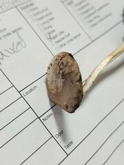 Psathyrella kauffmanii