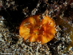 Balanophyllia regia