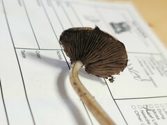 Psathyrella kauffmanii