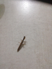 Mantodea