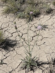 Cirsium mohavense