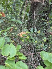 Euonymus americanus