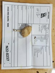 Psathyrella seminuda