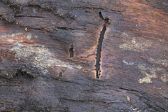 Pityogenes chalcographus