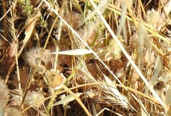 Festuca myuros