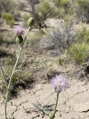 Cirsium mohavense