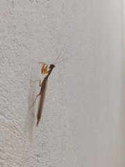 Mantodea