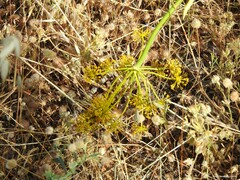 Festuca myuros