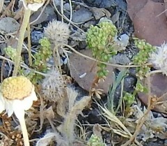 Plantago lagopus