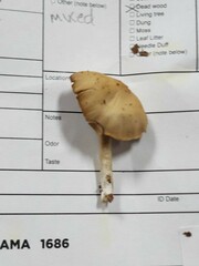 Psathyrella seminuda