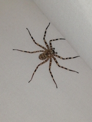 Selenops