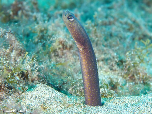 Brown Garden Eel