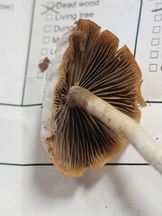 Psathyrella seminuda