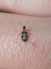 Lebia