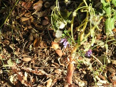 Vicia villosa