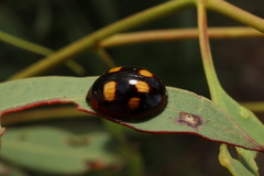 Paropsisterna sexpustulata