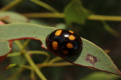 Paropsisterna sexpustulata