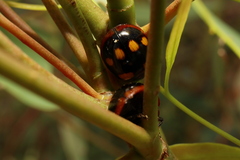 Paropsisterna sexpustulata