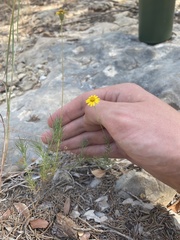 Thymophylla pentachaeta