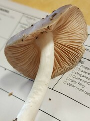 Pluteus hongoi