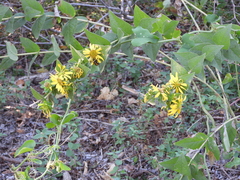 Silphium radula
