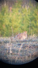 Tympanuchus phasianellus