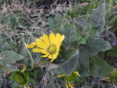 Silphium radula