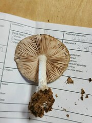 Pluteus hongoi