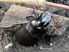Harpalus caliginosus