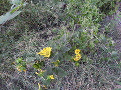 Silphium radula