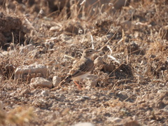 Calandrella brachydactyla