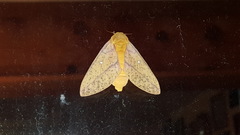 Anisota fuscosa