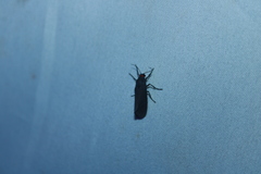Virbia laeta