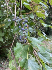 Vitis riparia