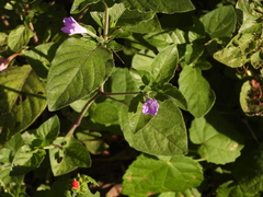 Ruellia drummondiana