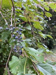 Vitis riparia