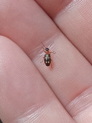 Lebia