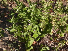 Ruellia drummondiana