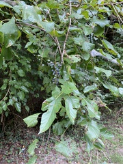 Vitis riparia