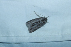 Acronicta lithospila