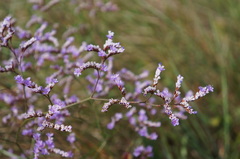 Limonium narbonense