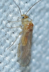 Cuneopalpus cyanops