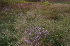 Limonium narbonense