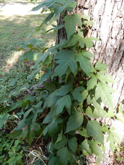 Toxicodendron radicans negundo