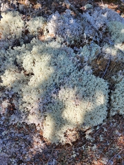 Cladonia stellaris